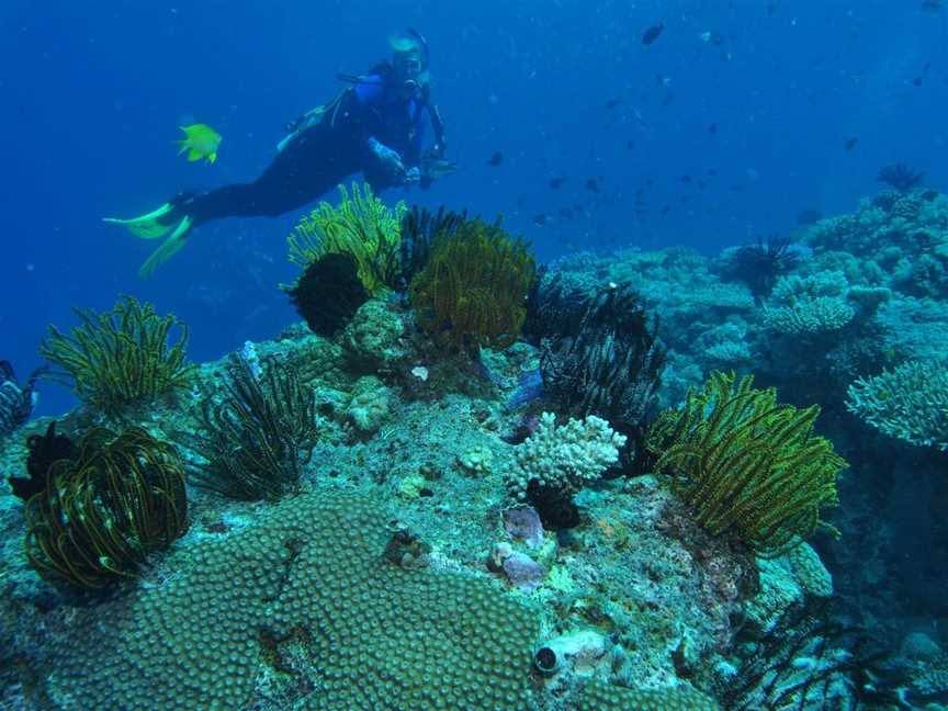 Snake Pit Dive Site, Cairns City, QLD