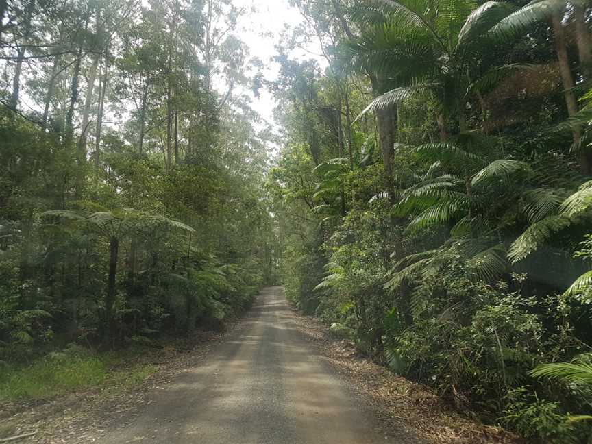 Whian Whian State Conservation Area, Whian Whian, NSW