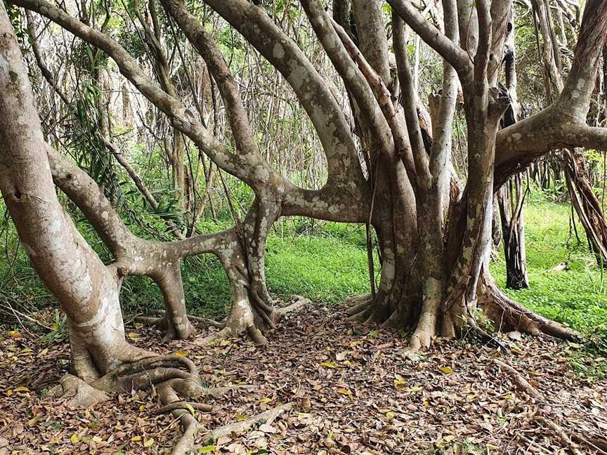 Five Islands Walking Track, Saltwater, NSW