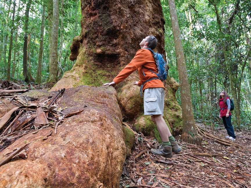 Orara East State Forest, Coffs Harbour, NSW