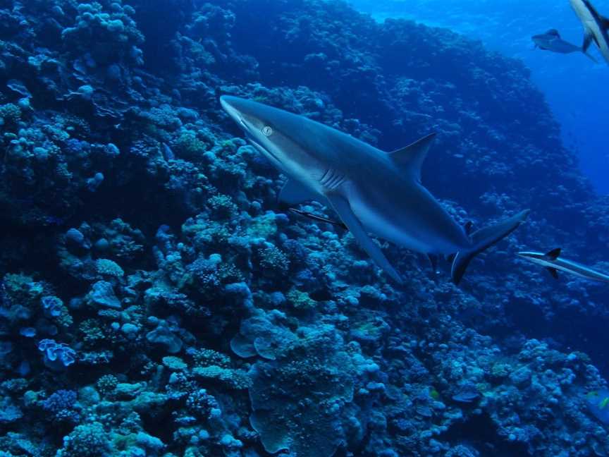 Southern Small Detached Reef Dive Site, Cairns City, QLD