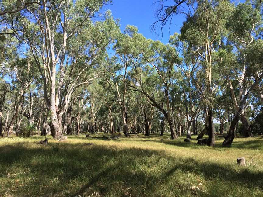 Murrumbidgee Valley National Park, Yanga, NSW