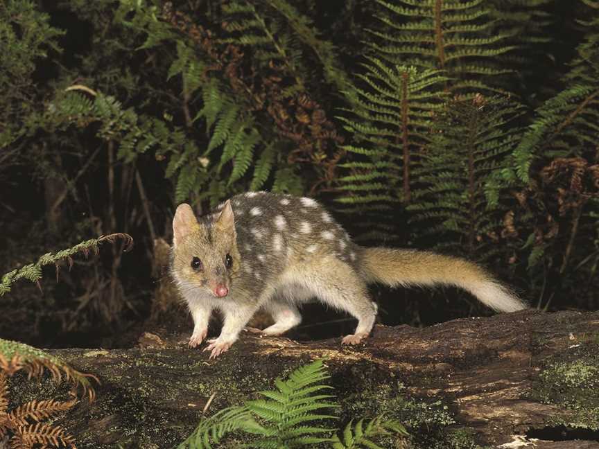 The Tarkine/takayna Wilderness, Corinna, TAS