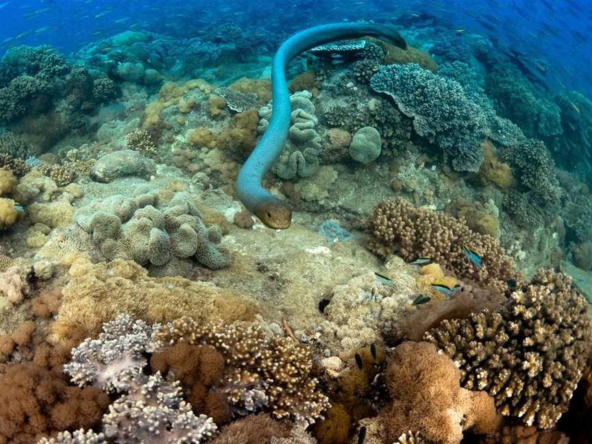 Child Island Dive Site, The Keppels, QLD