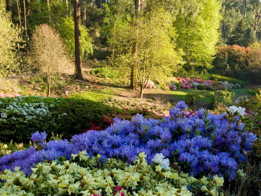 Dandenong Ranges Botanic Garden, Olinda, VIC