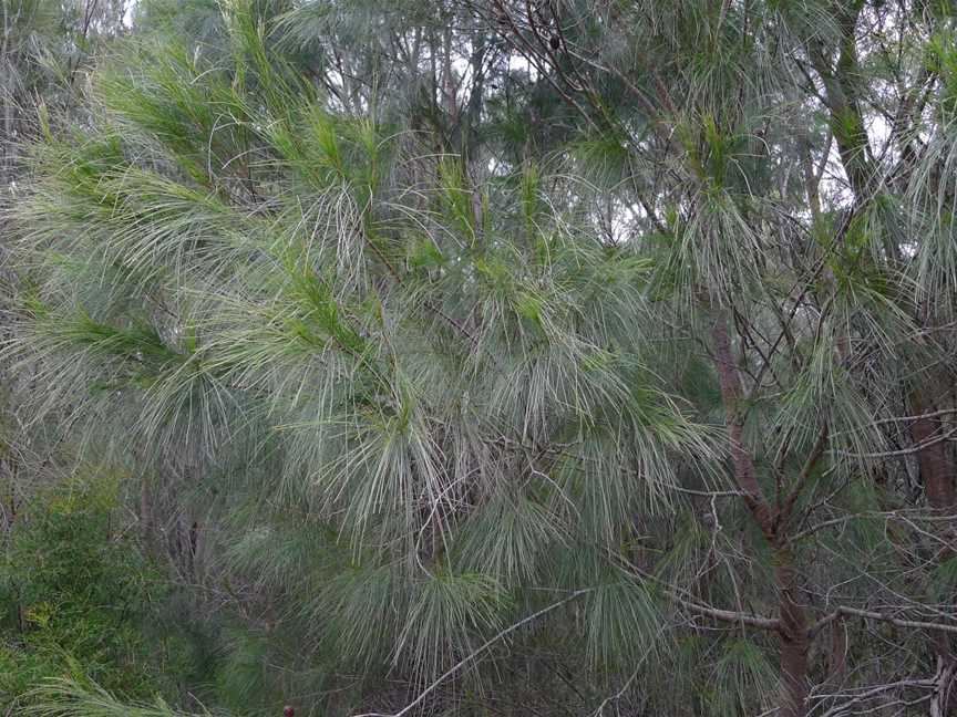 Bungonia National Park, Bungonia, NSW