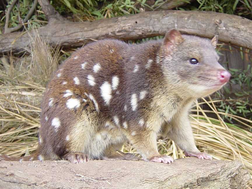 Bungonia National Park, Bungonia, NSW