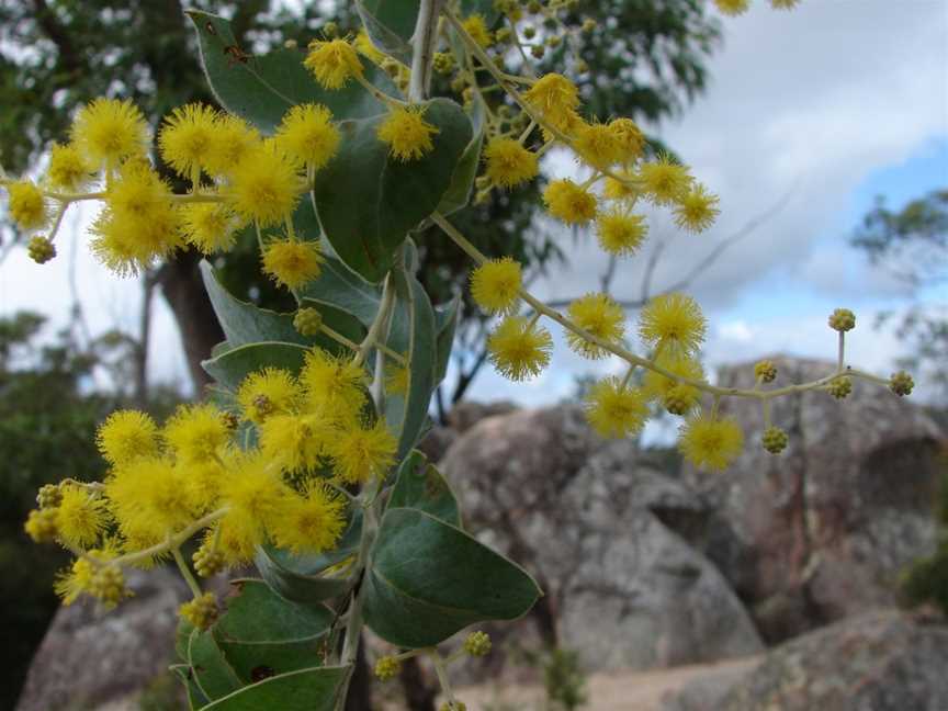 Crows Nest National Park, Crows Nest, QLD