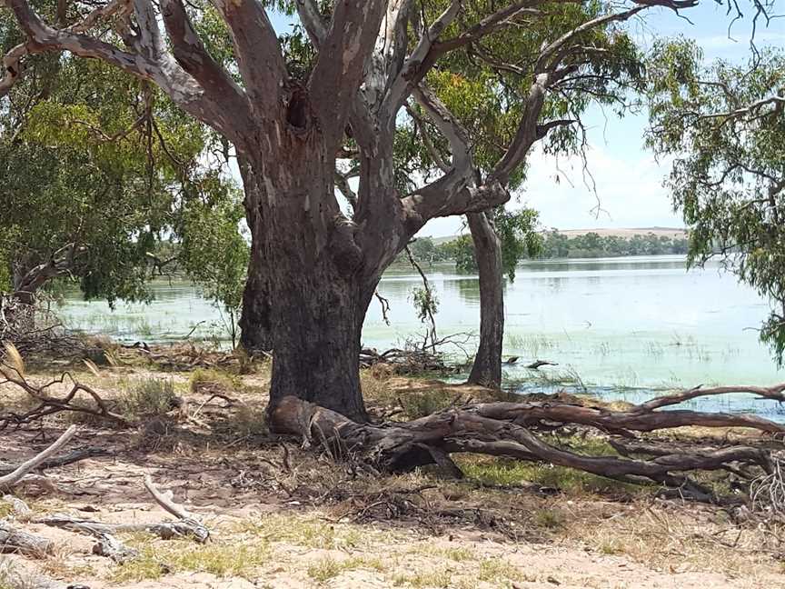 Lake Cowal, Lake Cowal, NSW