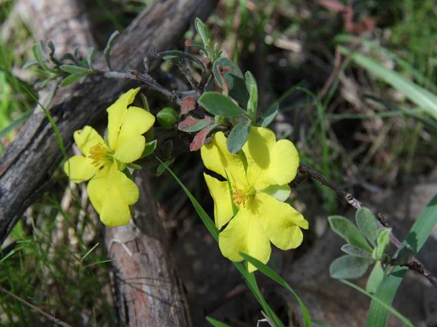 Swainsona Reserve, West Wodonga, VIC