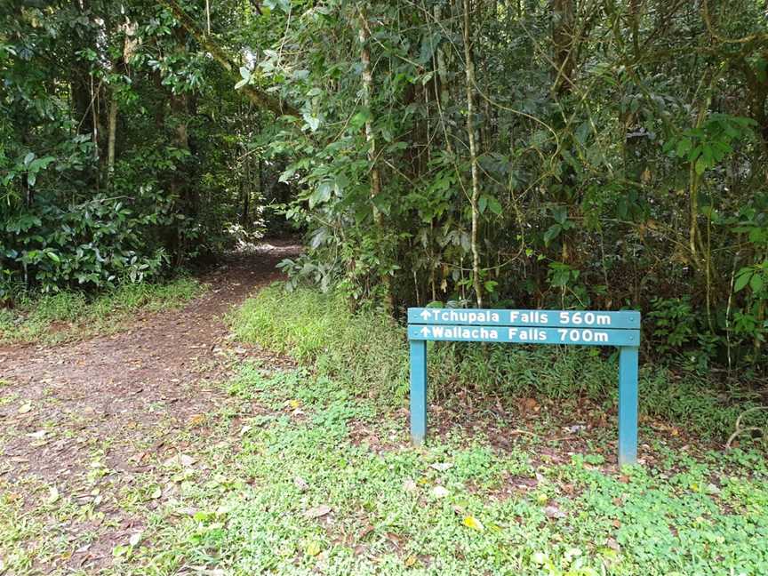 Wallicher Falls, Wooroonooran, QLD