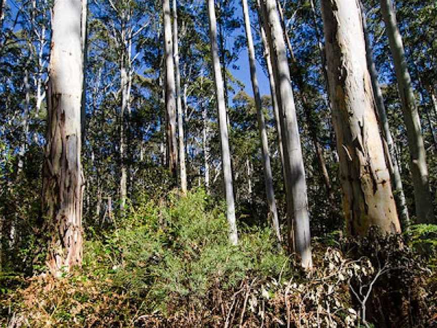 Nattai National Park, Wattle Ridge, NSW