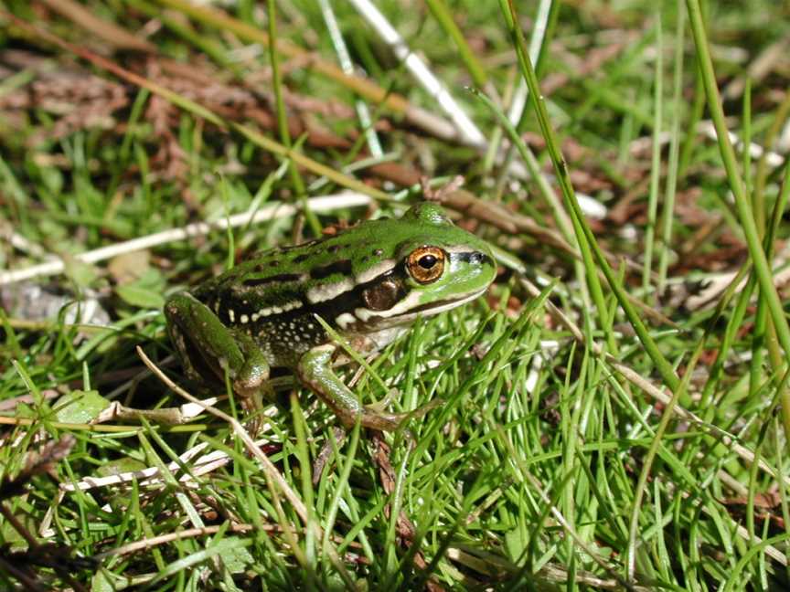 Yanga National Park, Yanga, NSW