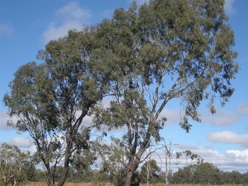 Culgoa National Park, Weilmoringle, NSW