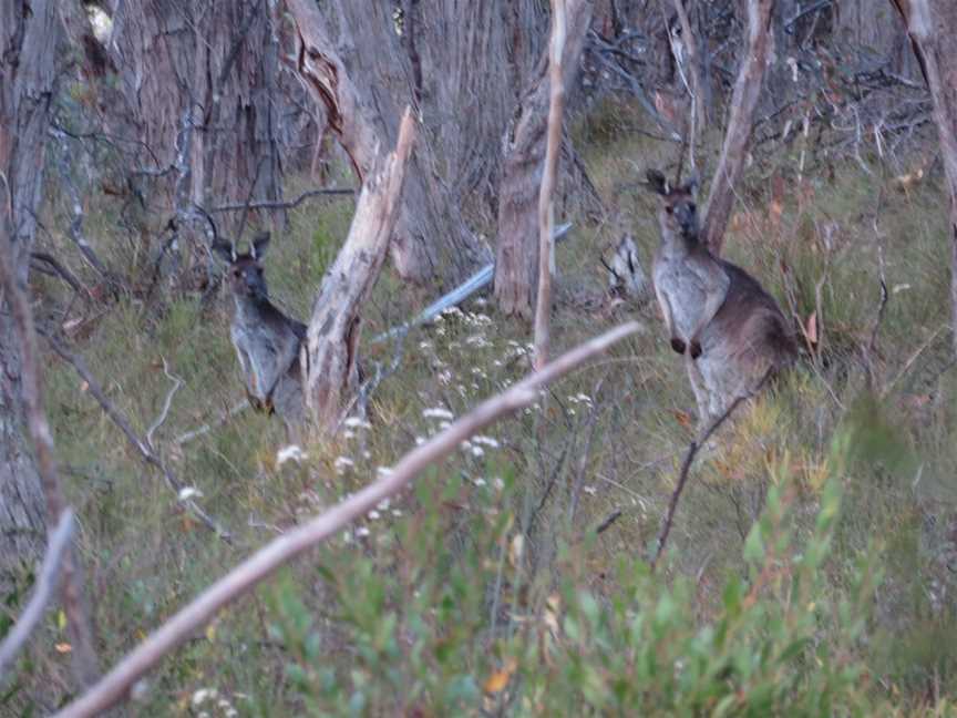 Mylor Conservation Park, Mylor, SA