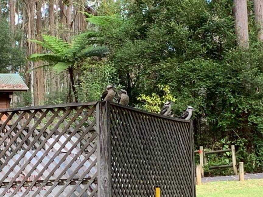 Bongil picnic area, Sawtell, NSW