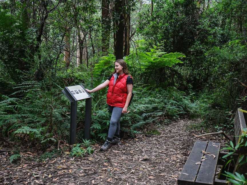 Tanglefoot Loop, Toolangi, VIC