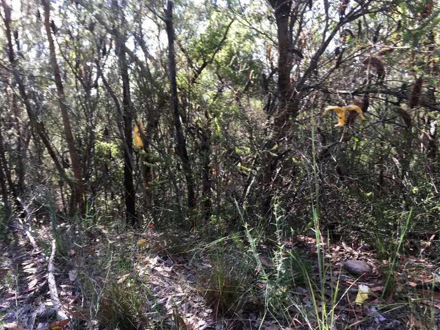 Tommos loop and Rocky Ponds cycling loop, Kariong, NSW