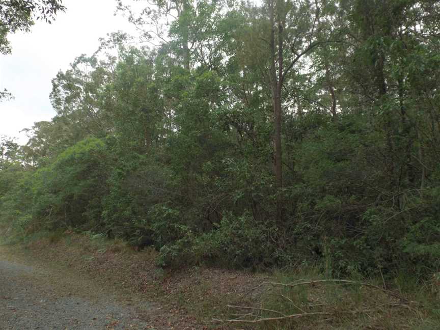 Nerang National Park and State Forest, Nerang, QLD