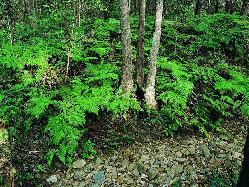 Nerang National Park and State Forest, Nerang, QLD