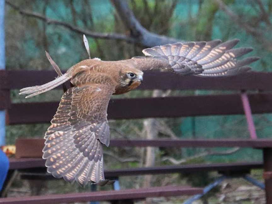 Raptor Domain, Seal Bay, SA