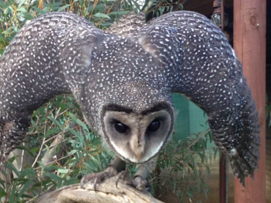 Raptor Domain, Seal Bay, SA