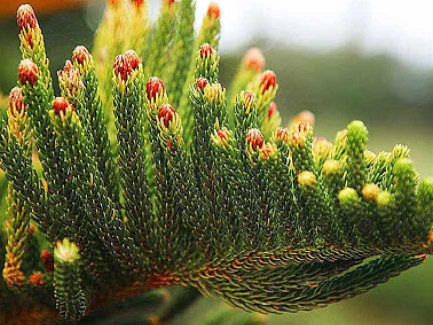 Norfolk Island National Park & Botanic Garden, Norfolk Island, AIT