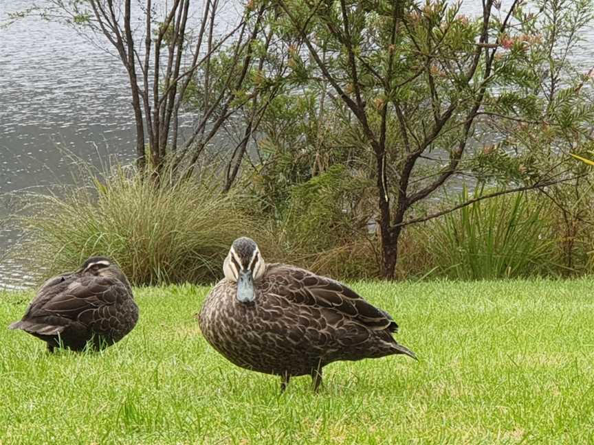 Wentworth Falls Lake, Wentworth Falls, NSW