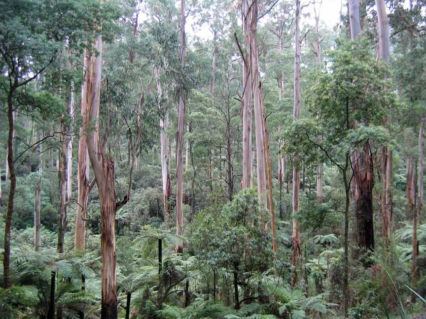 Sherbrooke Forest, Melbourne, VIC