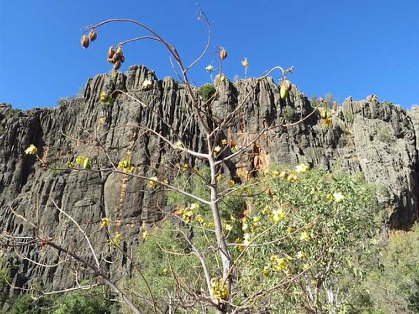 Windjana Gorge National Park, Derby, WA