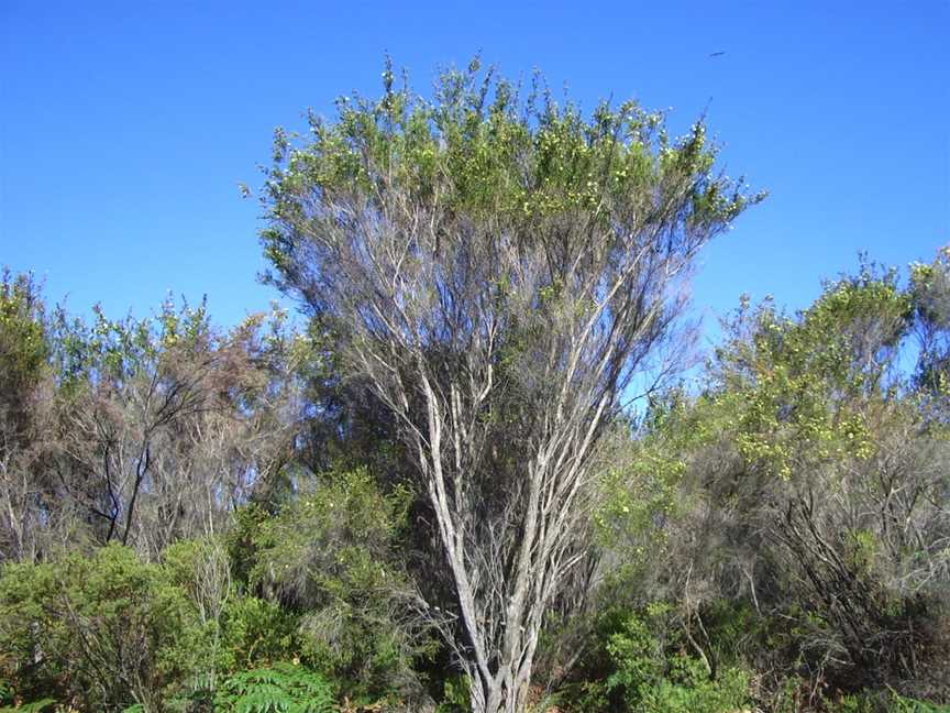 Lake Seppings, Albany, WA