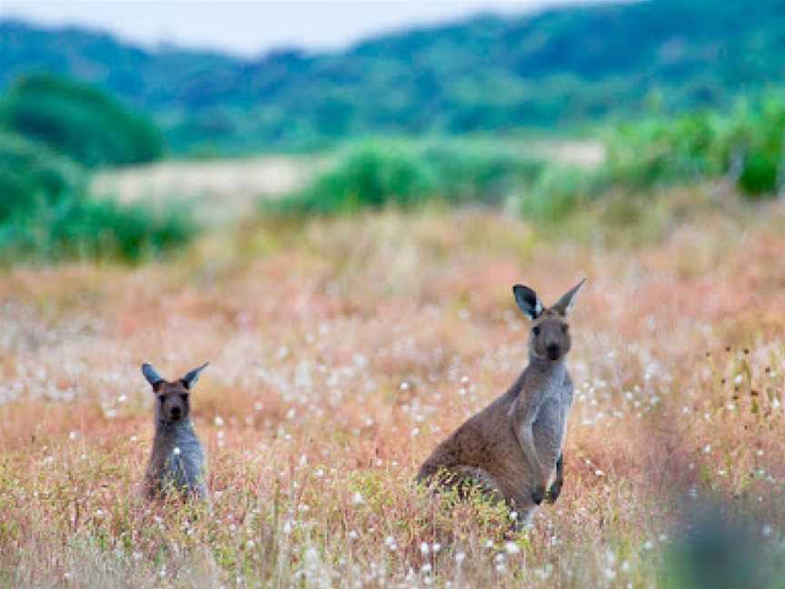 Valley Lake Conservation Park, Mount Gambier, SA