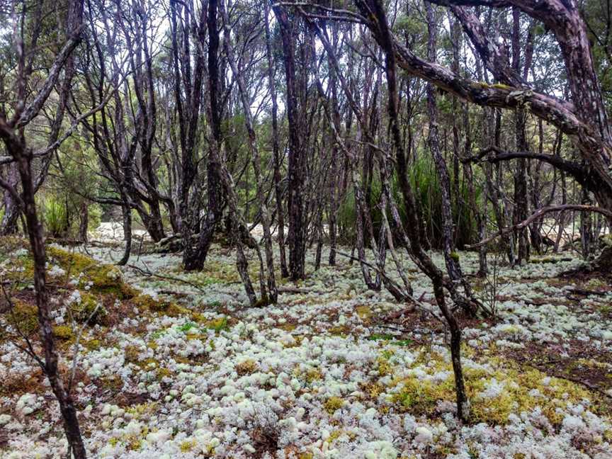 Blue Tier Forest Reserve, Weldborough, TAS