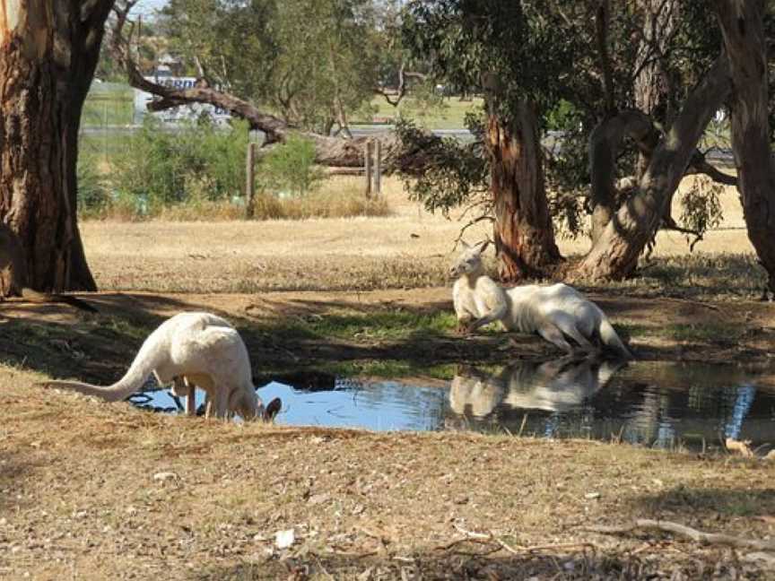 Bordertown Wildlife Park, Bordertown, SA