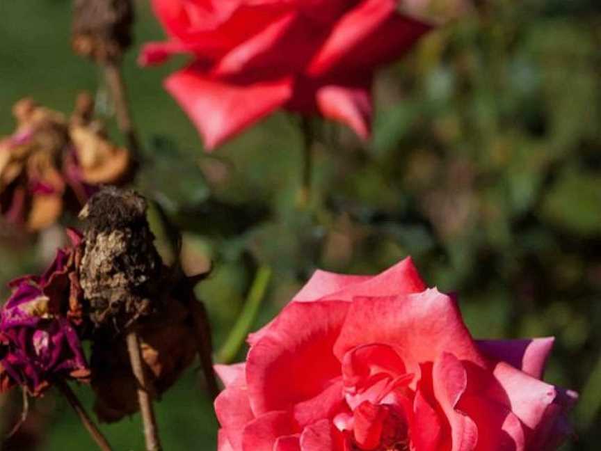 National Rose Gardens, Parkes, ACT