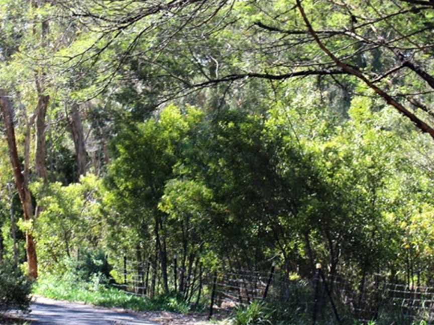 Malvern Urban Forest, Malvern, VIC