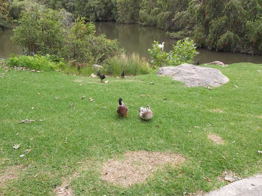 Harry Sawkins Park, Nowra, NSW