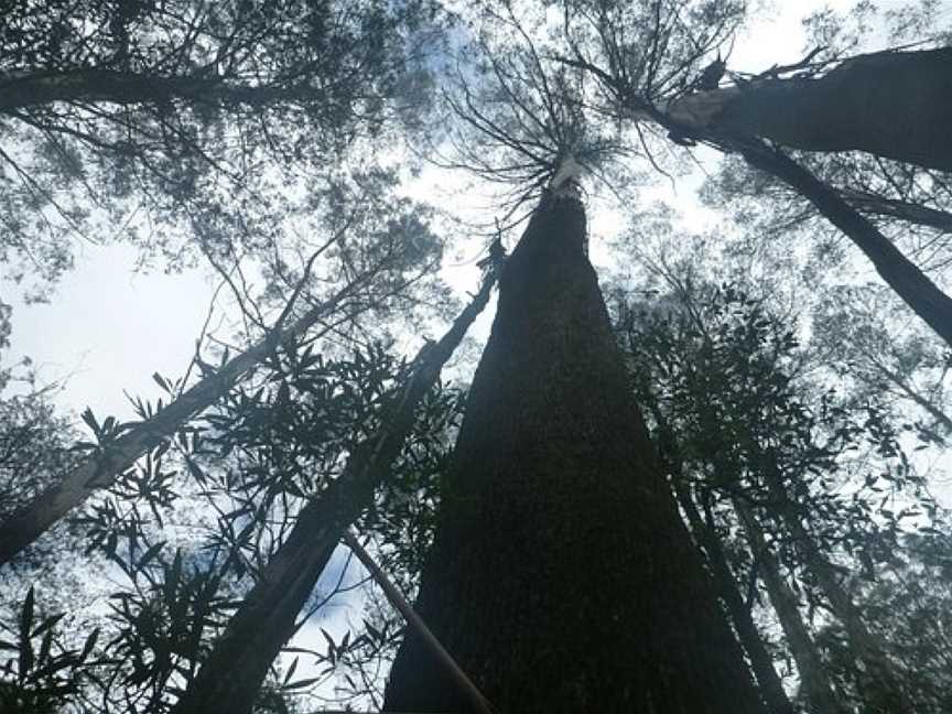 Kalatha Giant, Toolangi, VIC