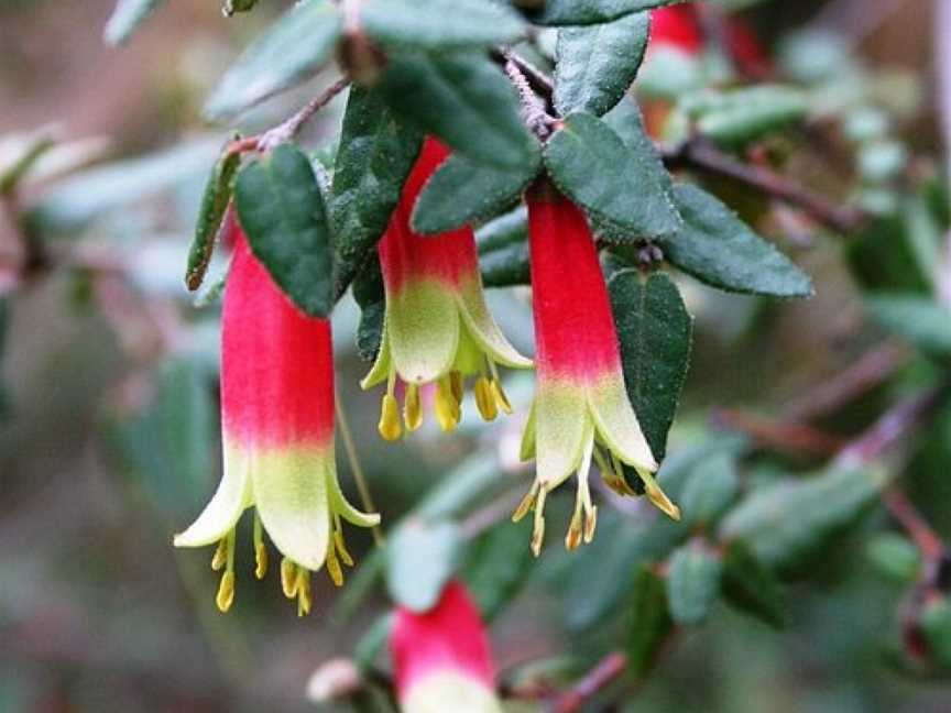 Anakie Gorge, Anakie, VIC