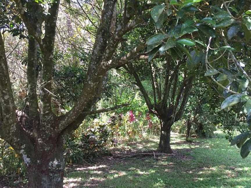 Whyanbeel Arboretum, Whyanbeel, QLD