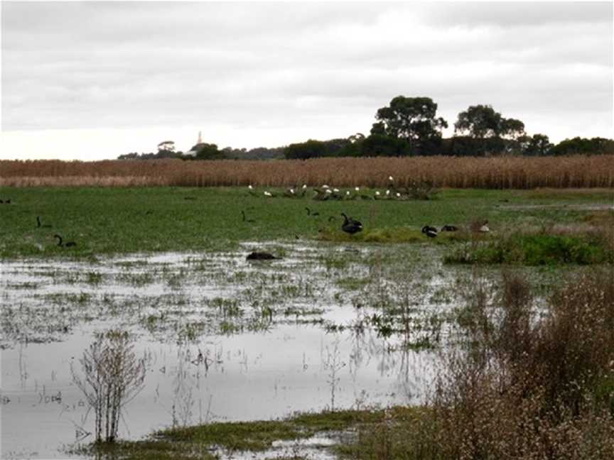 Colac Bird Reserve, Colac, VIC