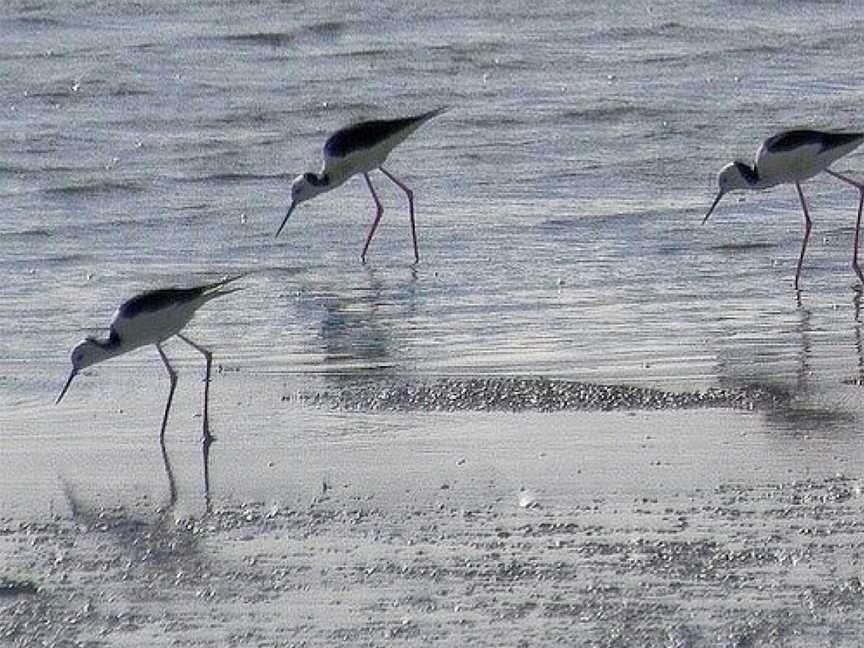 Colac Bird Reserve, Colac, VIC