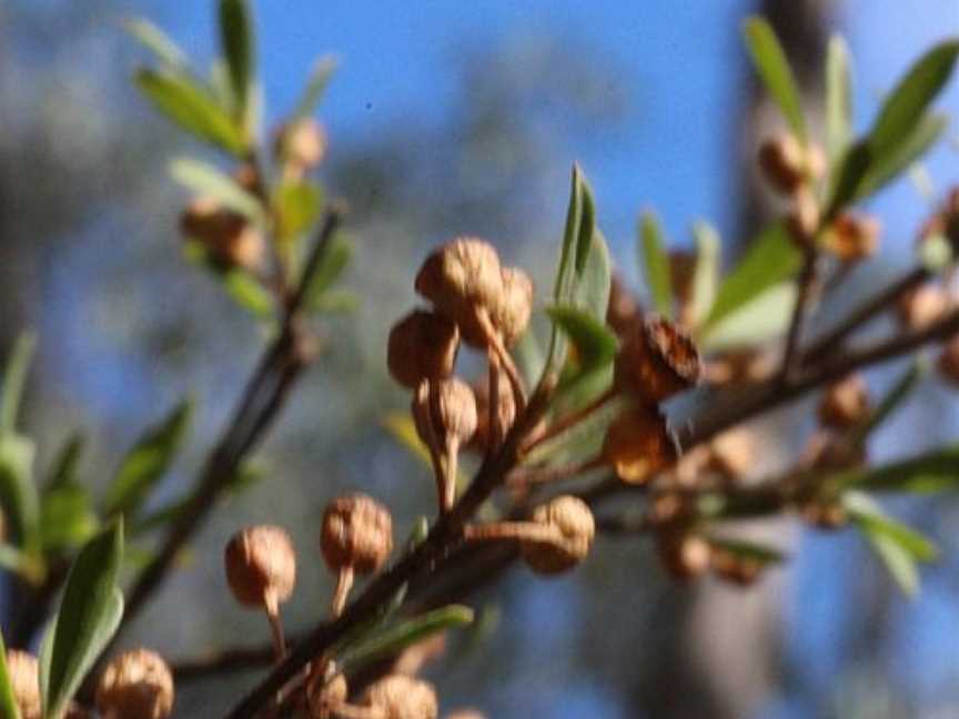 Colquhoun State Forest, Kalimna, VIC