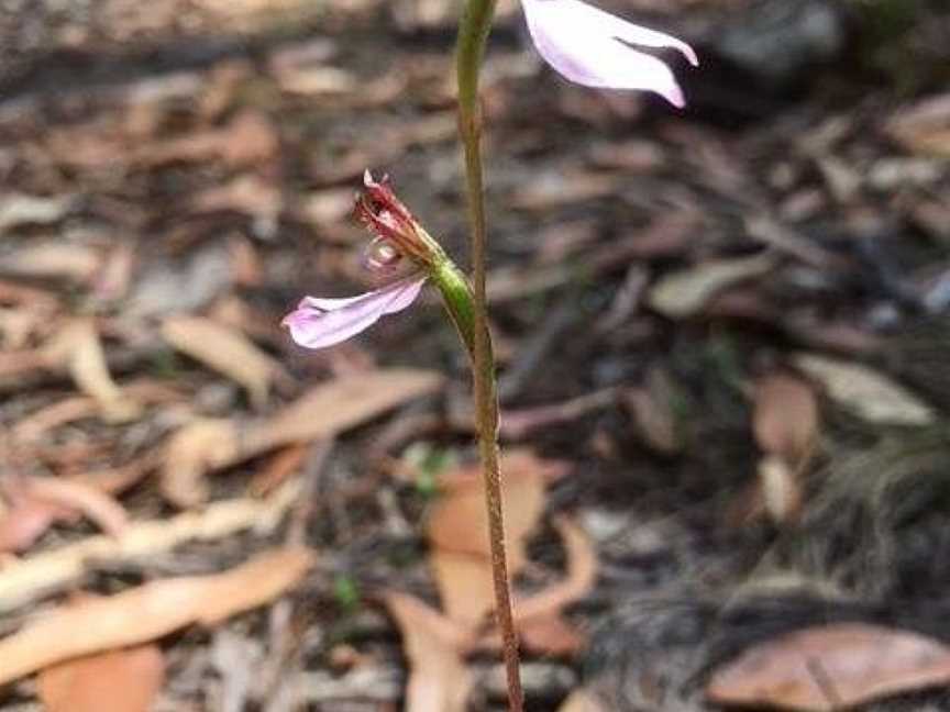 Henry Somerset Orchid Reserve, Latrobe, TAS