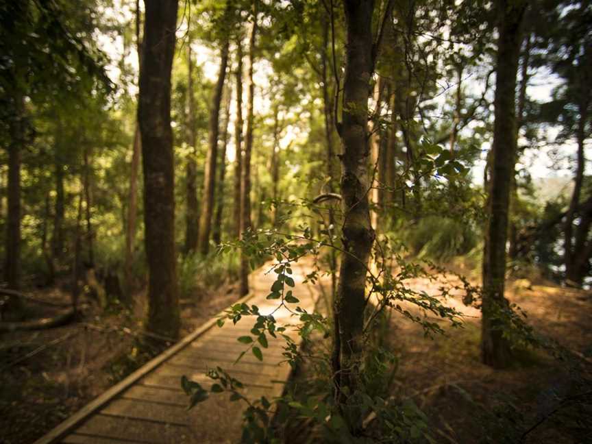 Huon Pine Walk, Corinna, TAS