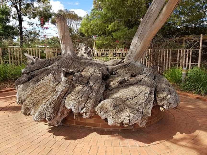 Big Mallee Root Stump, Ouyen, VIC