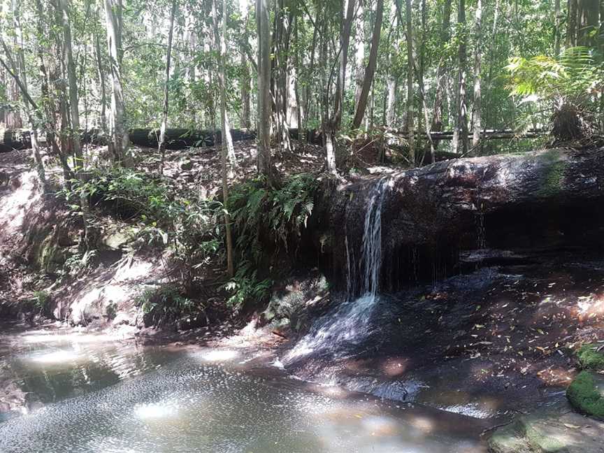 Olney State Forest, Laguna, NSW