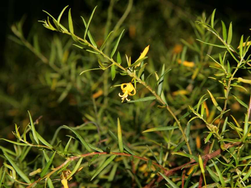 Wirrimbirra Sanctuary, Bargo, NSW