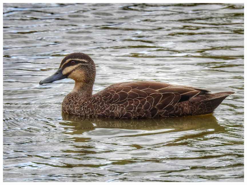 Hendersons Creek Wetlands, South Morang, VIC