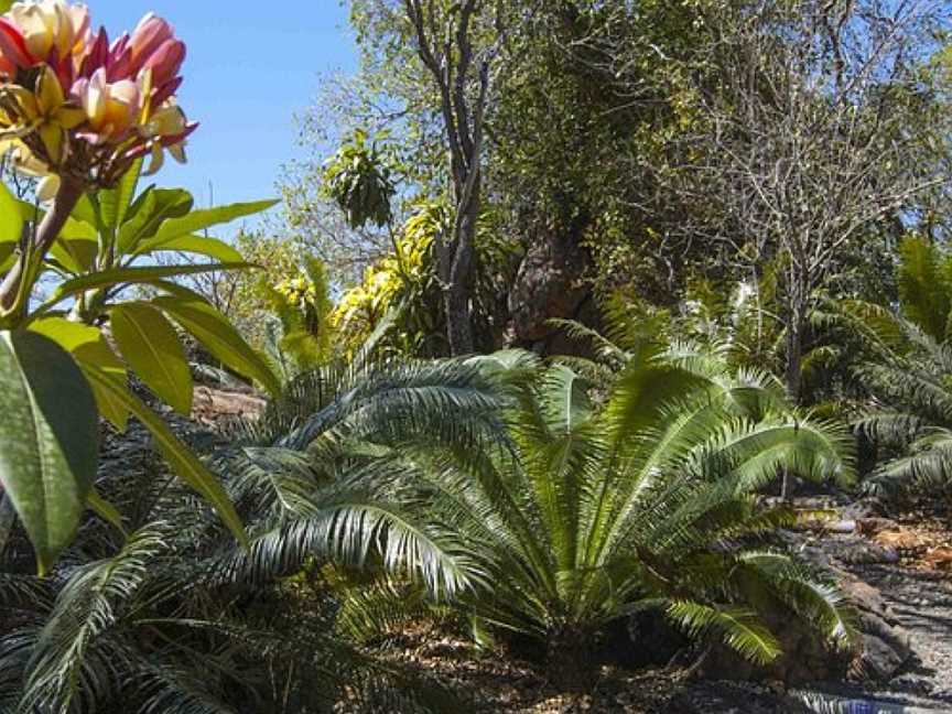 Jurassic Cycad Gardens, Katherine, NT